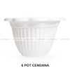 pot-clio-cendana-putih-6